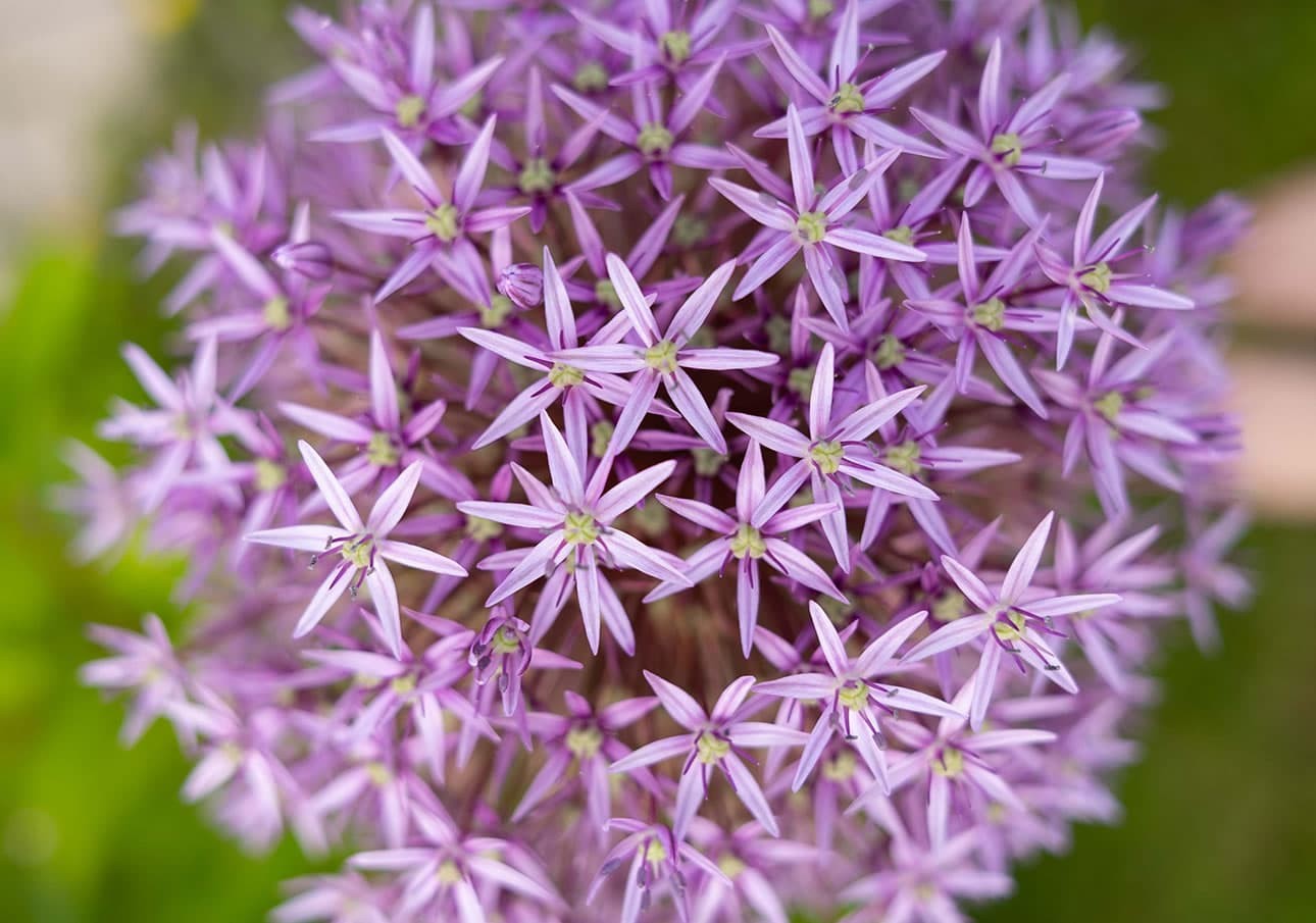 Close-up of a spherical cluster of small purple flowers