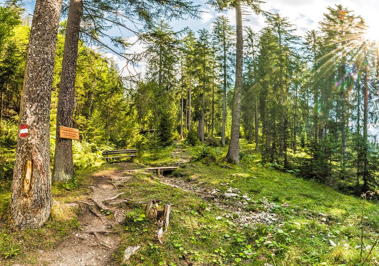 Sunlit forest trail with trees, a bench, and a path