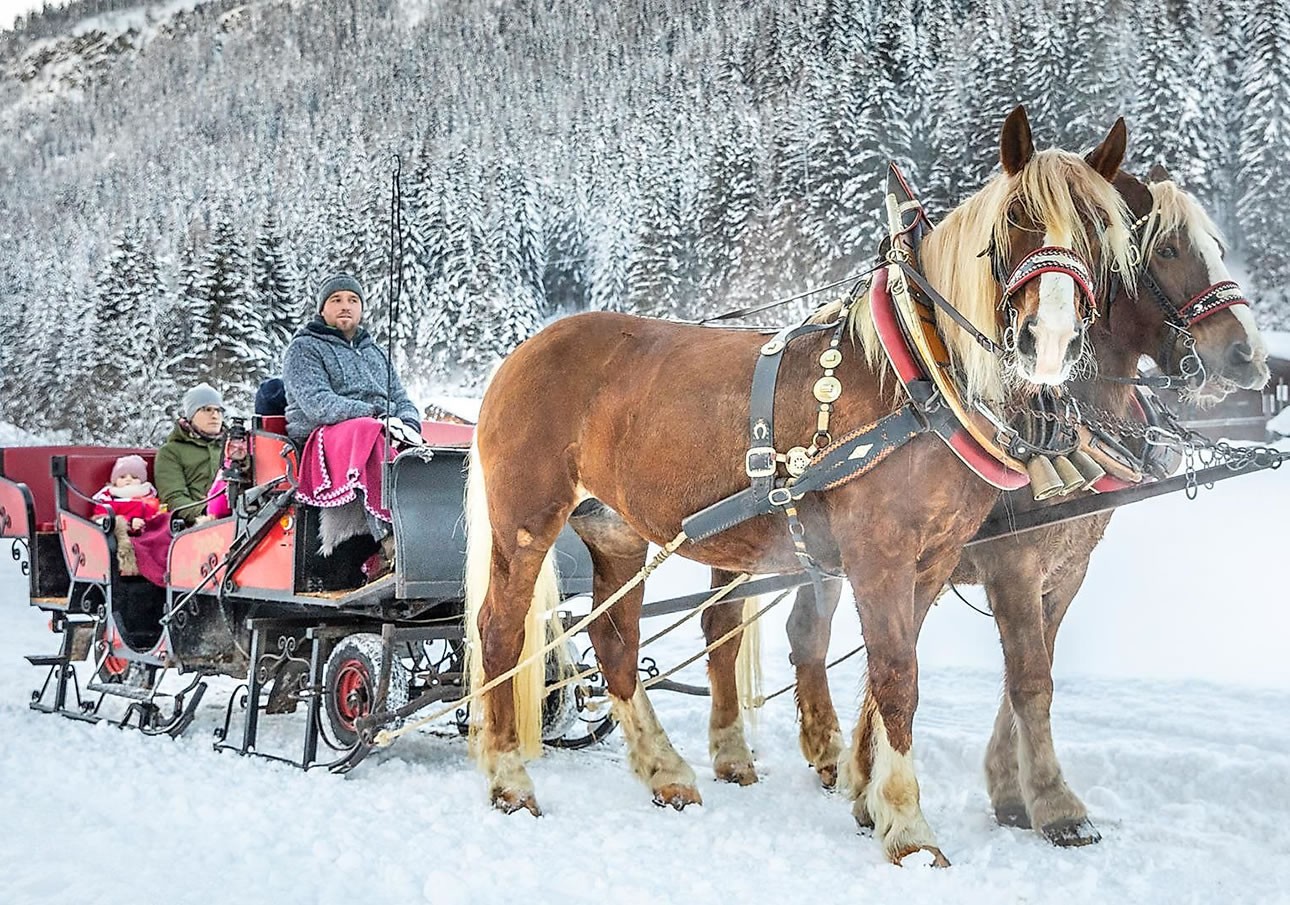 Two horses pull a sleigh with three people through a snowy forest landscape