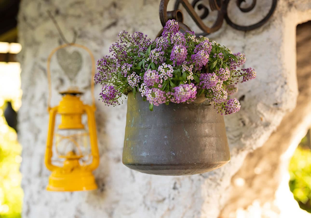 Flower decoration with purple flowers hangs next to a yellow lantern on a white wall