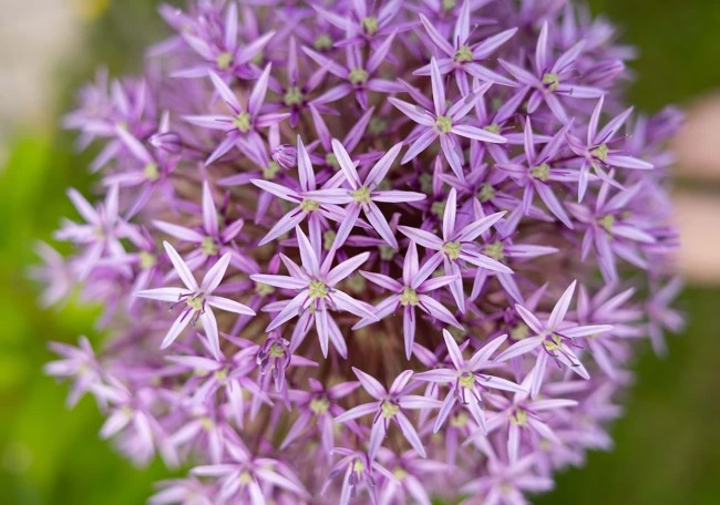 Close-up of a spherical cluster of purple star-shaped flowers in bloom