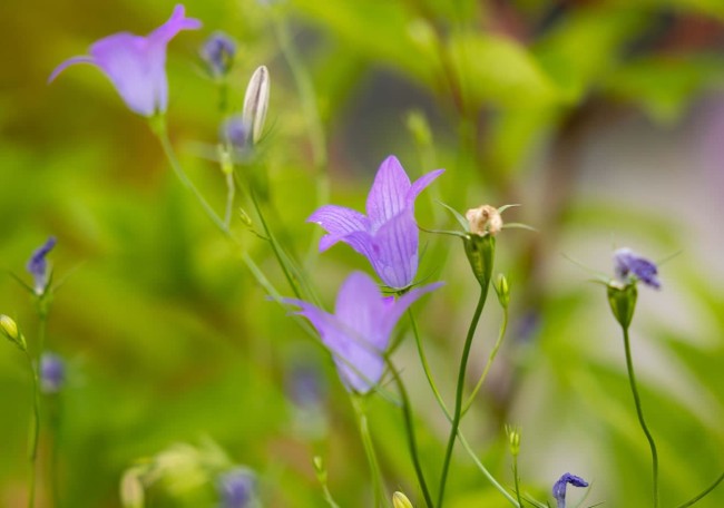 Vibrant purple wildflowers bloom against a blurred green background