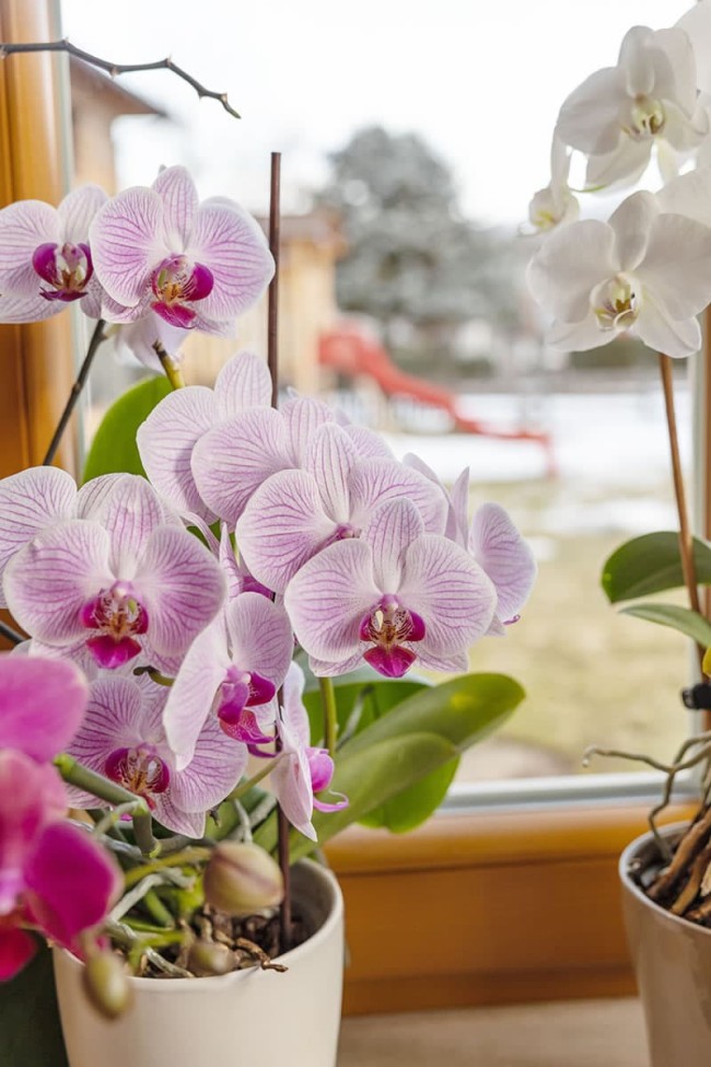 Purple and white orchids bloom in pots on a windowsill